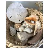 1 OF 6 SEASHELL SELECTIONS