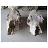 COW SKULLS