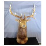 Elk Taxidermy Mount, LARGE, 70" from Neck Base to Antler Tip, 37" Antler Span
