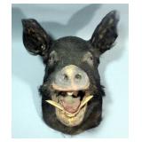 Wild Boar Taxidermy Head Mount, 16" Neck, 22" Base to Snout