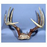 Deer Antler Taxidermy, Rustic Cabin Decor, 15"W x 13.5"H