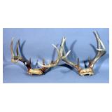 Deer Antler Taxidermy, Qty 2 Racks, Rustic Cabin Decor, 15"W x 12"H and 13.5" x 13.25"