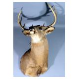 Deer Shoulder Mount With 10 Point Rack