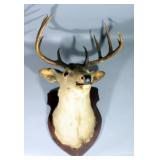 Deer Head Mount With 10 Point Rack