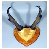 Antelope Pronghorn Rack Approx 8.5"L With Good Prongs On Leather Mount