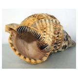 Seashell Collection, Various Sizes, Shapes And Colors, And Brass Seashell Candle Sconce, Qty 2, 12" 