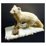 Arctic Fox Taxidermy Mount, Approximately 19" H x 28" W x 12" D