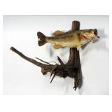 Large Mouth Bass Taxidermy Wall Mount, Approx 18" Fish