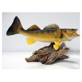 Walleye Taxidermy Table Top Display, Approx 22" Fish