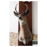Taxidermy Deer Mount, 30in x 14in x 20.5in