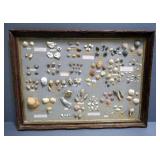 Collection Of Seashells From Various World Locations, Mounted On Board, Framed,  37" Wide x 27" High