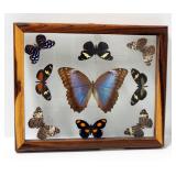 Double Sided Shadow Box With Butterflies, 12" x 9.5"