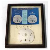 Framed Shell Depicting The Legend Of The Sand Dollar, 7.75" x 9.75"