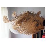 Taxidermy Sea Creatures, Including Blow Fish, Qty 2, Puranas, Coral, Sea Shells, And Carved Wood Cra