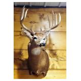 Taxidermy 11 Point White Tail Deer Wall Mount Taken In Henry County, MO