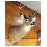 Taxidermy A-Typical 13 Point White Tail Deer Wall Mount Taken In Henry County, MO