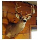 Taxidermy 12 Point White Tail Deer Wall Mount, Taken In Henry County, MO
