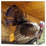 Taxidermy Wild Tom Turkey Mount With 8" Beard, Measures 32" x 24" x 30"