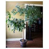 Live Potted Ficus Tree, Approx. 80" x 74"
