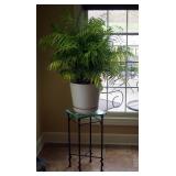 Live Potted Palm Fern, 37" , And Metal With Glass Top Plant Stand, 24" X 12" X 12"