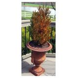 Live Plant With Cast Iron Planter, 49" Tall