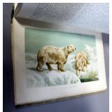 Alaska, Wild Animals, Mammals, And More, 1900s, Illustrated, Qty 3