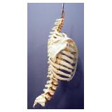 Skeleton Torso Model On Stand