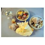 Sea Shell Collection Including Conk, Hermit Crab Shells, Petrified Fish, Coral, Sea Stars, And More