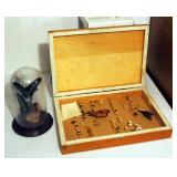 Mounted Bug Collection In Wood Box, 18" x 12.5" x 3"