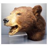 Taxidermy Bear Head, Approx 14" H