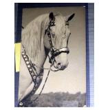 Vintage Post Card Collection And Tin Type