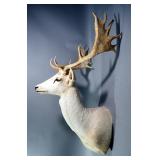 White Deer Taxidermy Mounted Head, 15 Point, Possibly A Seneca White Deer