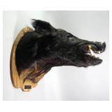Wild Boar Taxidermy Mounted Head