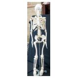 Skeleton Model On Stand, 33" High