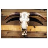 Faux Decorative Cow Skull, 16" x 29"