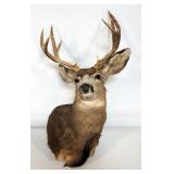 Taxidermy 10 Point Mule Deer Head