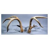 Set Of Antlers
