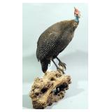 Taxidermy Helmeted Guineafowl