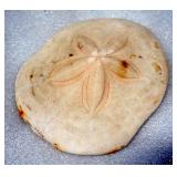 Sand Dollar, Approx 7" Diameter