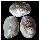 Shells With Shell Blisters, Each Approx 6.5" Wide, Qty 3