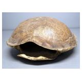 Turtle Shell, Approx 3.75" H x 9.5" W x 7.5" D