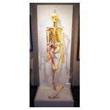 Vintage Authentic Human Bone Teaching Skeleton, Circa 1940, Display Fixture Included, 78" x 31" x 21