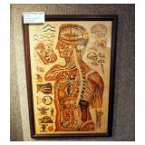 Framed Under Glass The Chart Of Life Company Neurophysiology Graph, Dated 1881, 40" x 28"