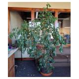 Live Ficus Trees, Qty 2, And Palm Plant