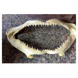 Mounted Deer Antlers And Shark Jaw WIth Teeth, 10" Wide
