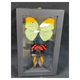 Double Glass Framed Butterflies, 8" x 5"