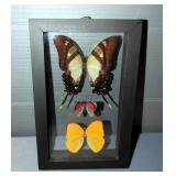 Preserved Butterflies Including Eurytides Serville, Diaethria Clymena, Phoebis Argante, In Glass Fra
