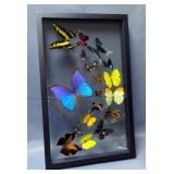 Preserved Butterflies In Glass Frame, 21" x 13"