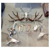 Euro Mount Style Deer Skulls, Various Sizes, Qty 5, Jaw Bones, Qty 4, And Antler Buck Call, Qty 1 Pa