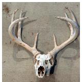 Euro Mount Style 8 Point Buck